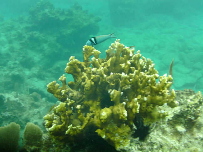 Coral and tropical fish to be seen while snorkeling
